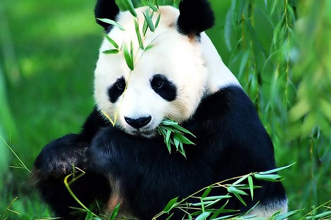 Beijing Historical Tour II including Summer Palace, Lama Temple & Panda Garden - Lama Temple (Yonghegong): Tibetan Buddhism in the Middle of Beijing