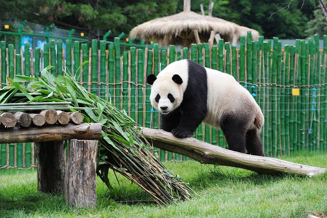 Beijing Historical Tour II including Summer Palace, Lama Temple & Panda Garden - Summer Palace (Yiheyuan) Grounds: Cixi’s Renovation and Lake-Bridge Views