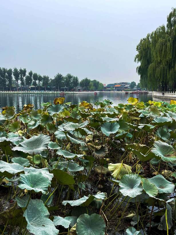 Beijing: Hutongs & Drum Tower City Walking Tour - Guide impact in real life: English + care + standout names