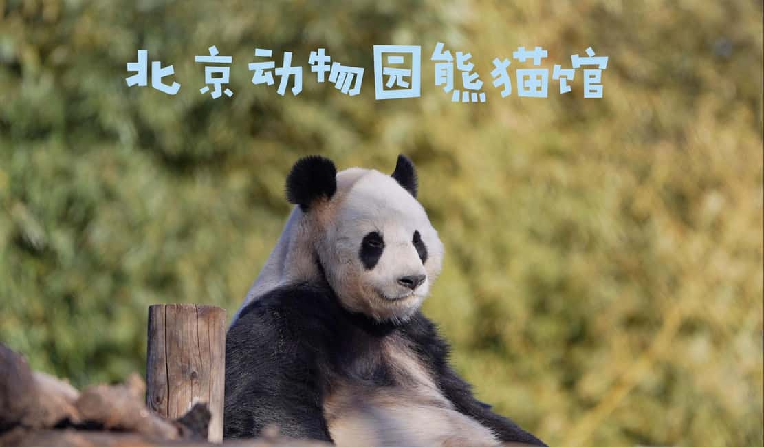 Beijing: Panda House Ticket (Zoo) new activities for 2026 - Key highlights you’ll care about