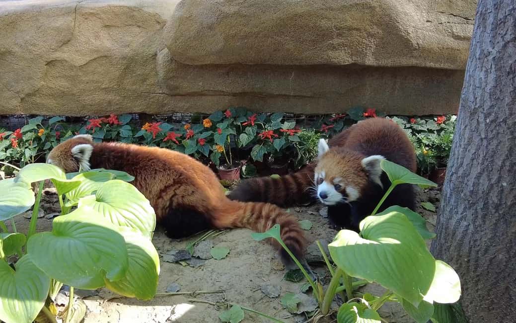 Beijing: Panda House Ticket (Zoo) new activities for 2026 - Your booking flow: passport details and the WhatsApp QR