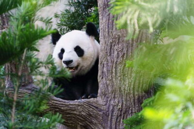 Beijing: Panda House Ticket (Zoo) new activities for 2026 - The ticket deal: price, value, and what’s not included