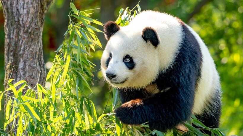 Beijing: Panda House Ticket (Zoo) new activities for 2026 - How to plan your 1-day visit inside the zoo