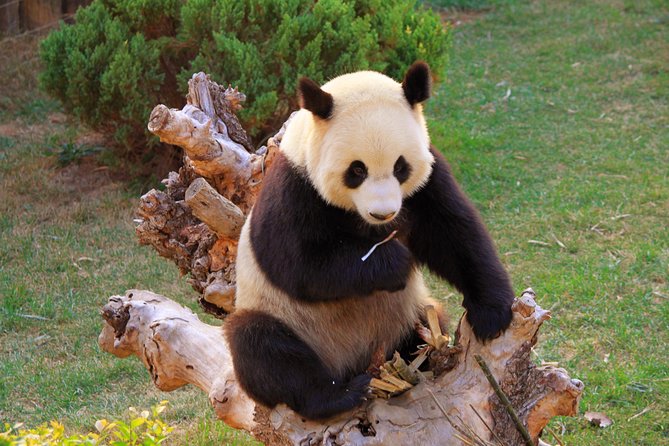 Beijing Private Tour to Temple of Heaven, Panda House and Summer Palace - Panda House first, royal scenery right after