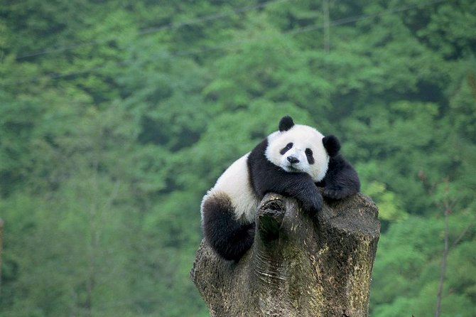 Beijing Private Tour:Mutianyu/Badaling Great Wall and Panda House - Price and Logistics: What $159.80 Buys You