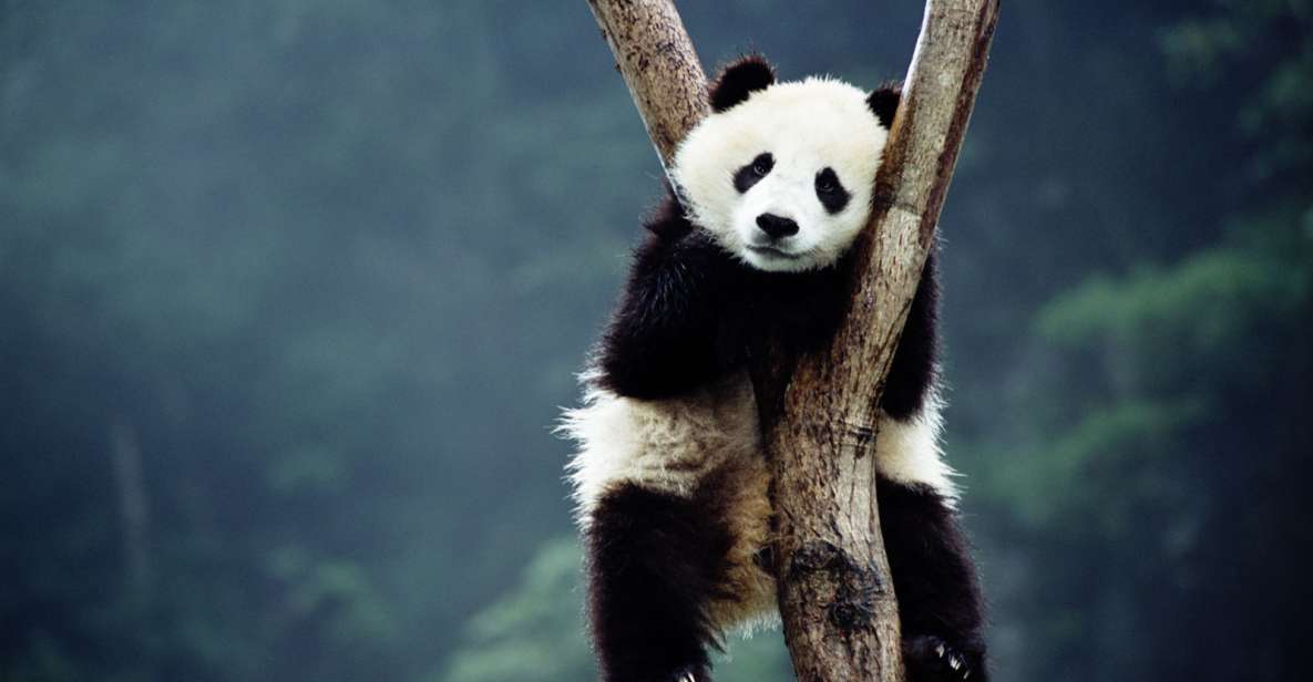 Beijing: Temple of Heaven, Panda House & Summer Palace Tour - Panda House at Beijing Zoo: why starting here makes sense