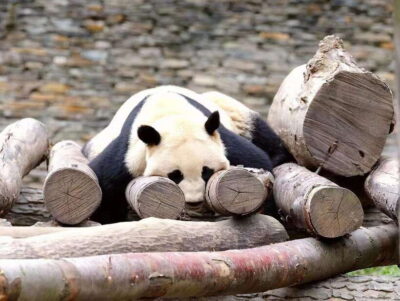 Beijing: The Beijing Zoo Entry Ticket with Pandas - How to Reach Dongwu Yuan Station and Find the Right Gate