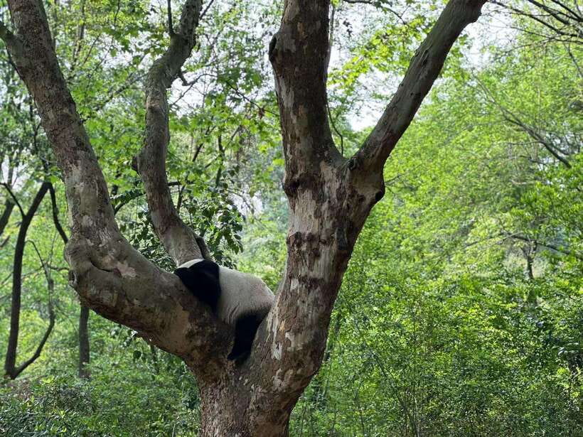 Beijing: The Beijing Zoo Entry Ticket with Pandas - Beyond Pandas: The Species Mix You Can Actually Use Your Time For