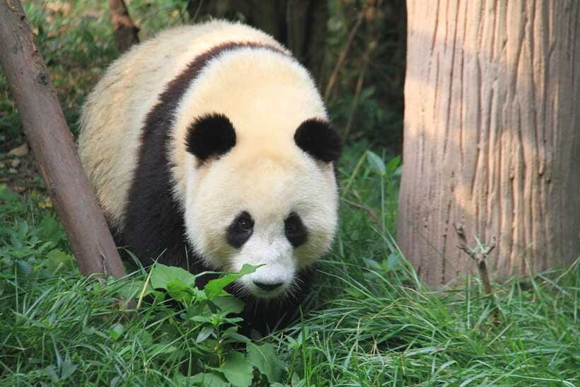 Beijing: The Beijing Zoo Entry Ticket with Pandas - Crowds, Viewing Comfort, and Animal Welfare Things to Note
