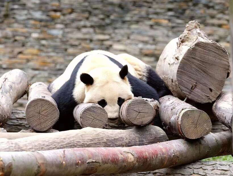 Beijing: The Beijing Zoo Entry Ticket with Pandas - How to Reach Dongwu Yuan Station and Find the Right Gate